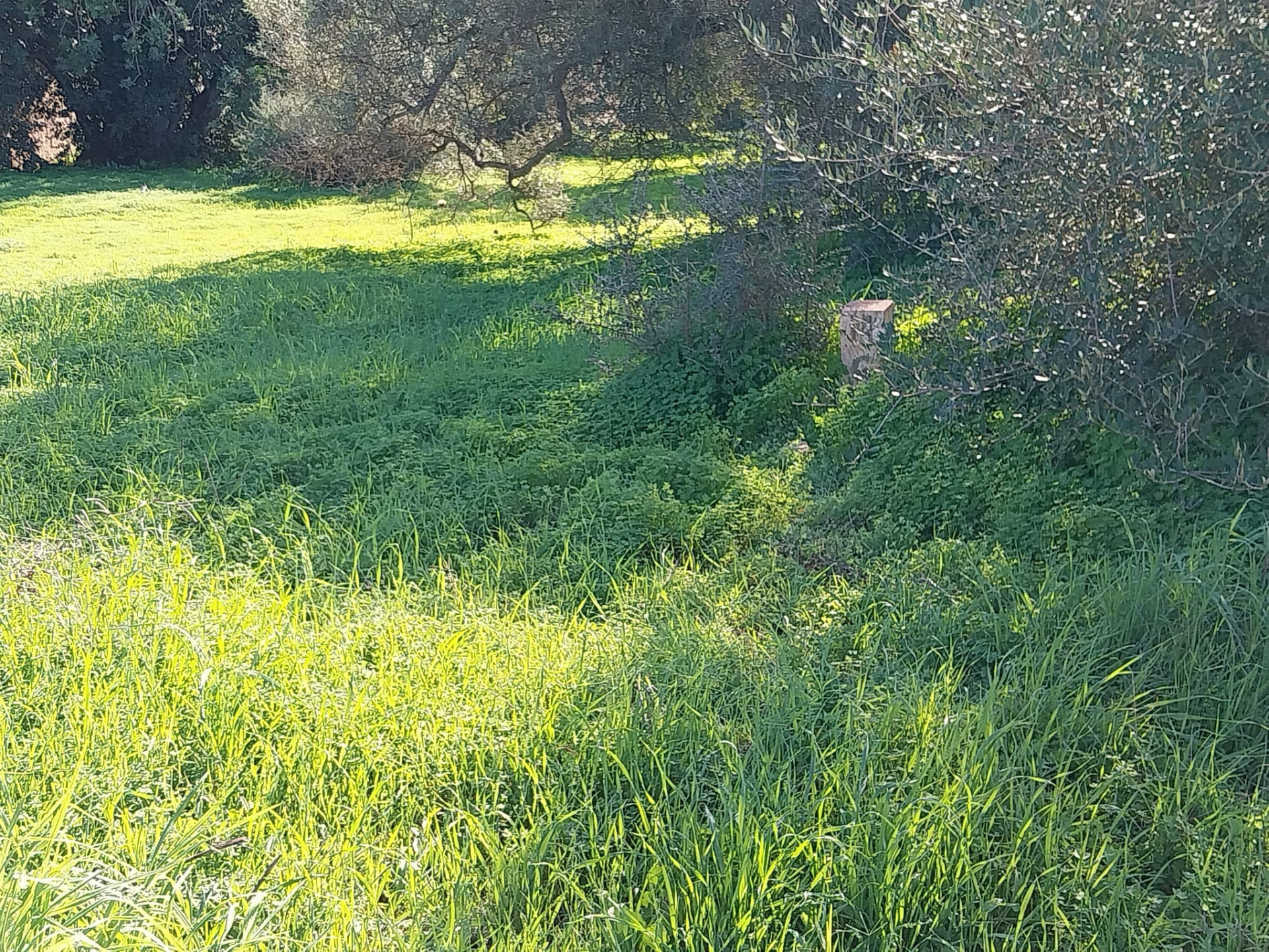 Lote de terreno junto ao centro de Almancil