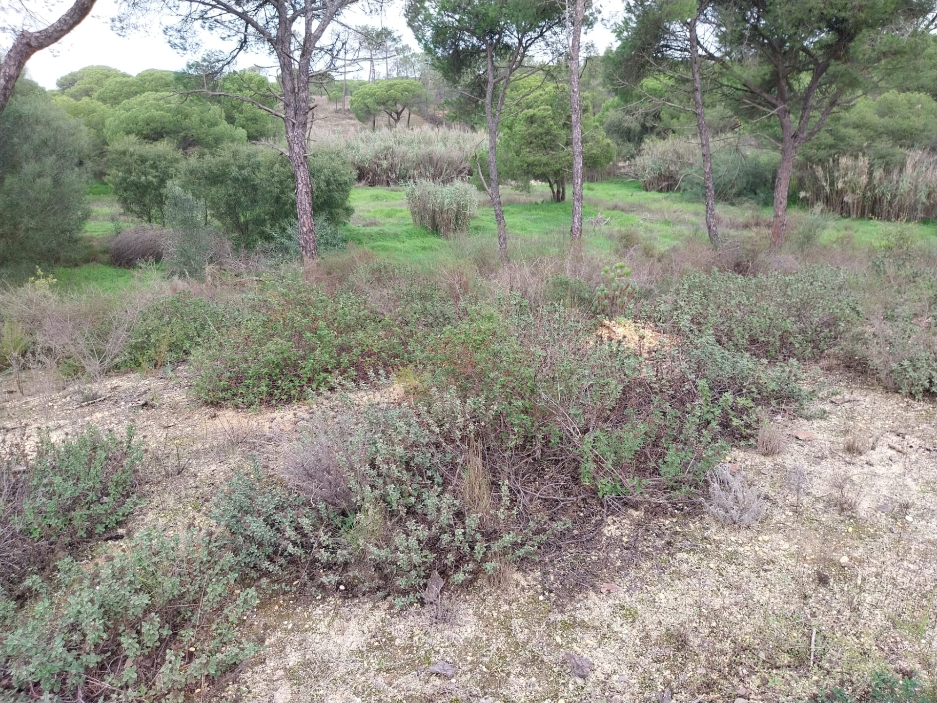 Lote de terreno em Vale Verde Almancil