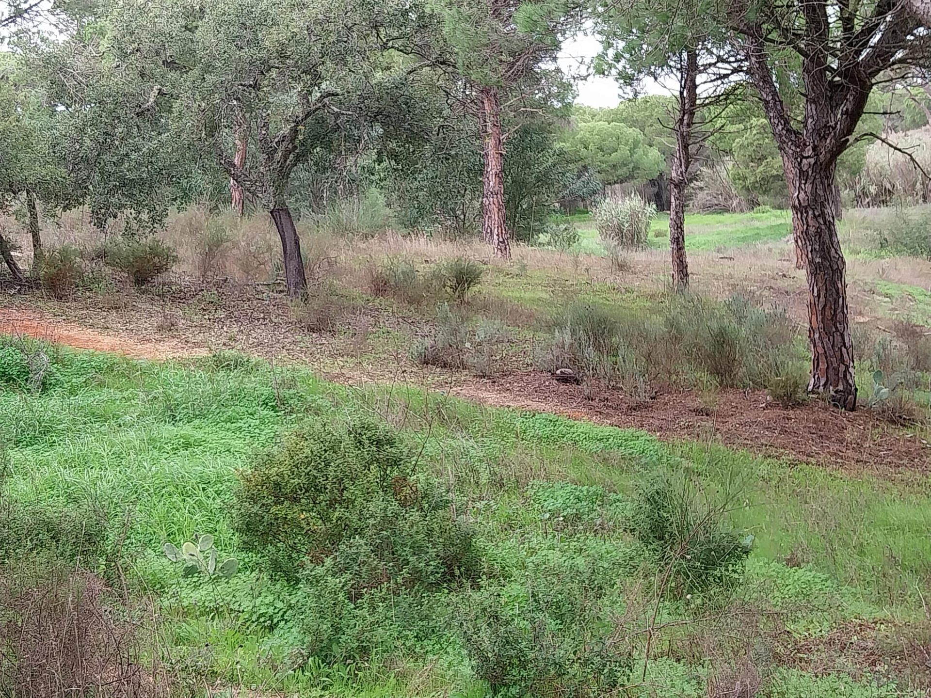 Lote de terreno em Vale Verde Almancil