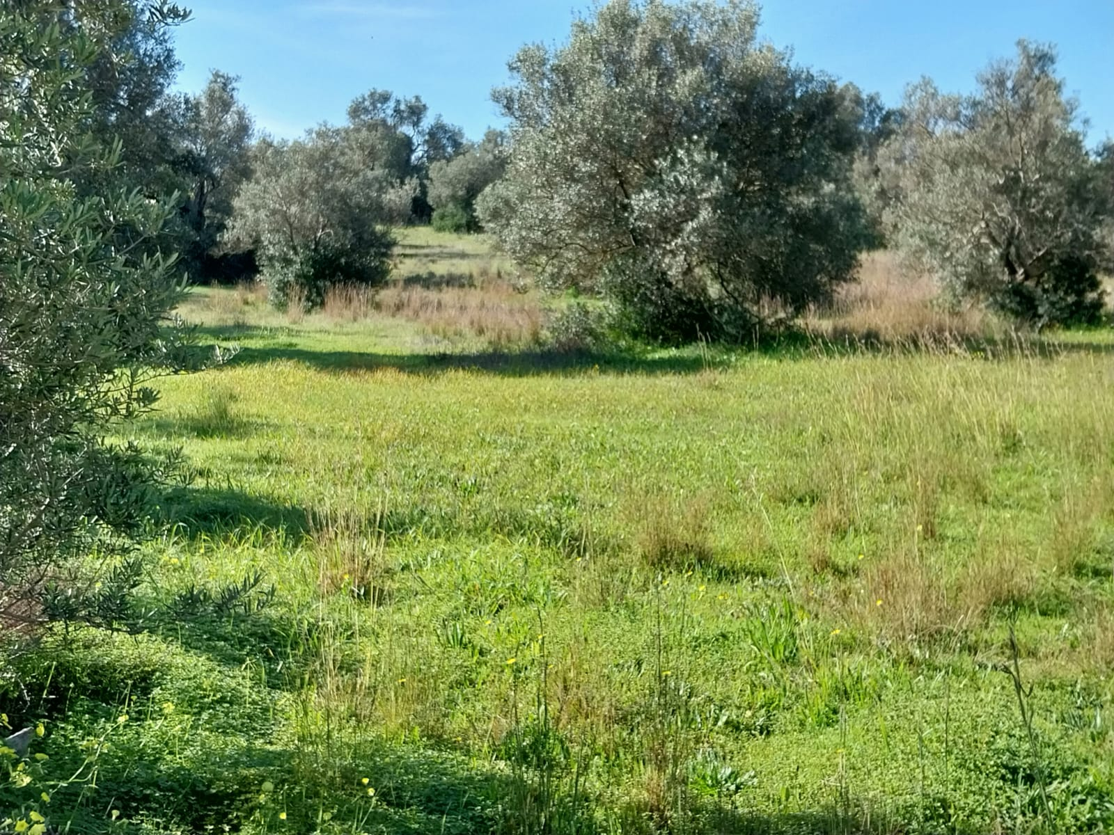 Lote de Terreno Rustico junto á Estrada Nacional 125