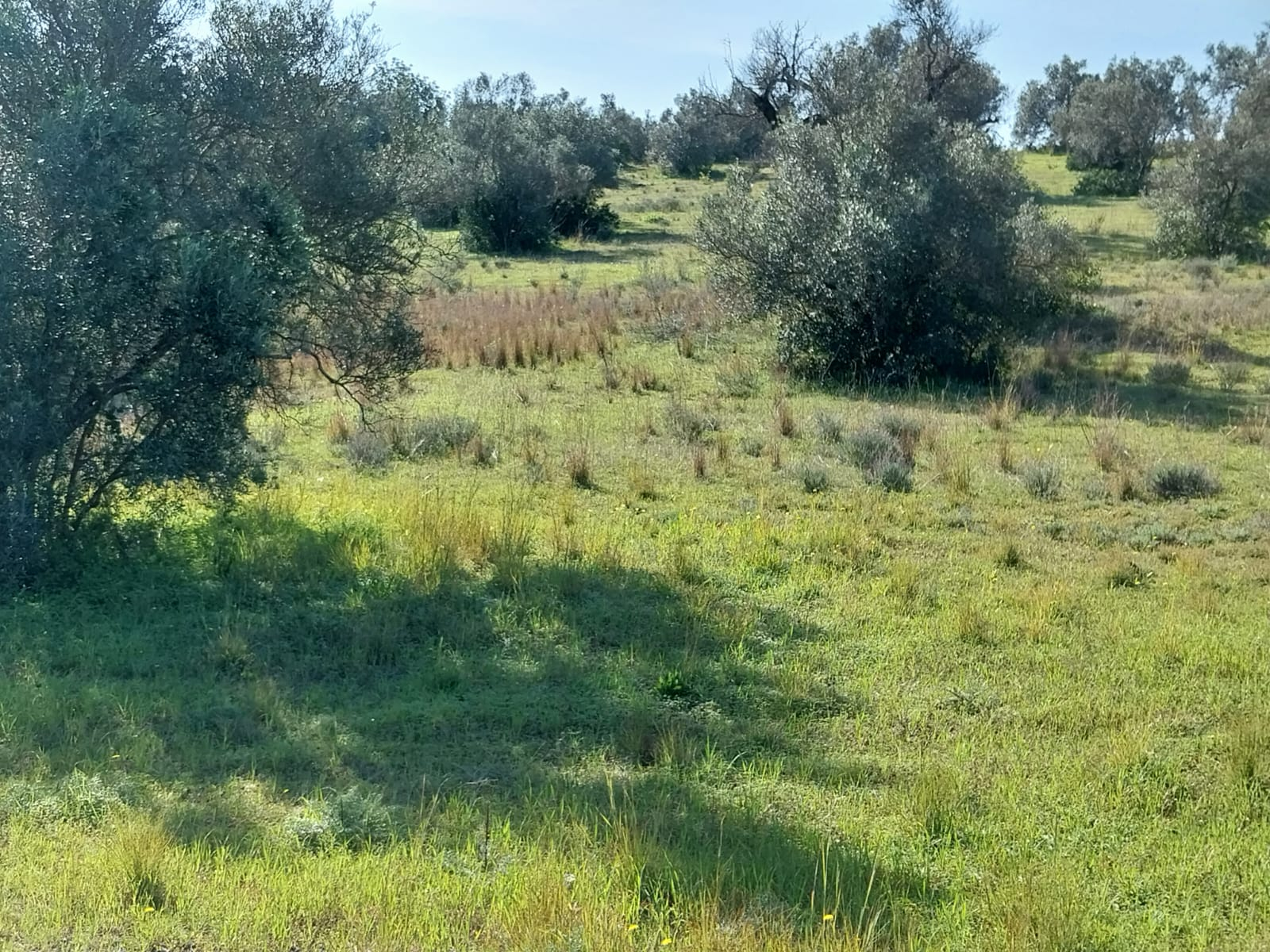 Lote de Terreno Rustico junto á Estrada Nacional 125