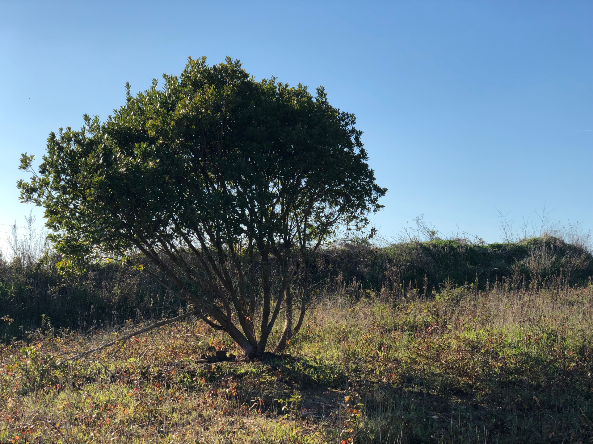 Terreno Exclusivo no Alto do Nobre - Caldas da Rainha