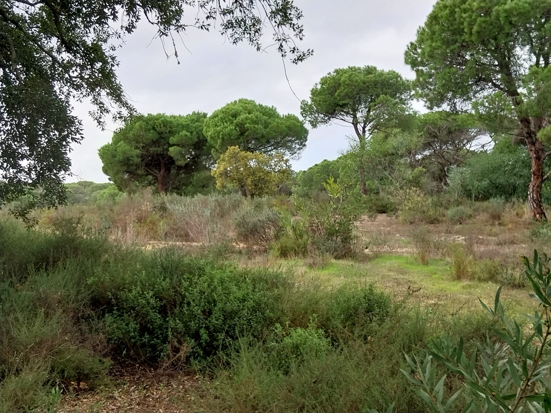 Lote de terreno em Vale Verde Almancil