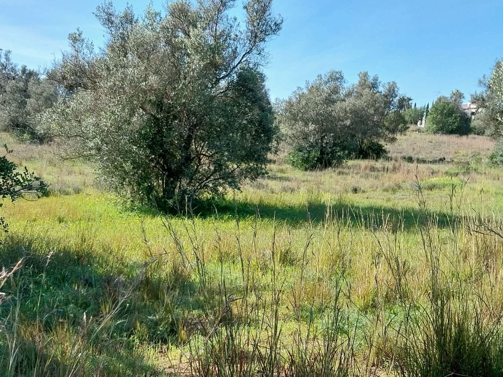 Lote de Terreno Rustico junto á Estrada Nacional 125