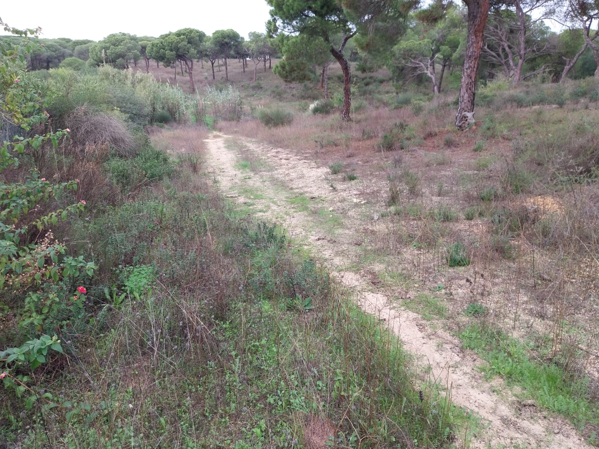 Lote de terreno em Vale Verde Almancil