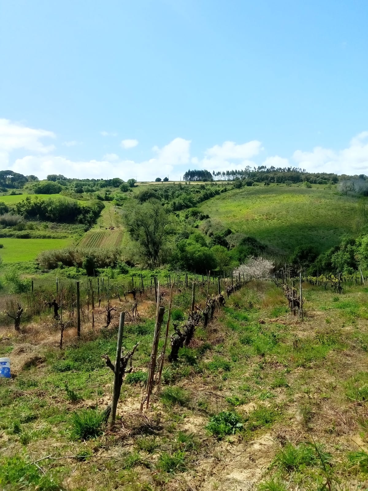 Terreno Rústico a 5km de Arruda dos Vinhos