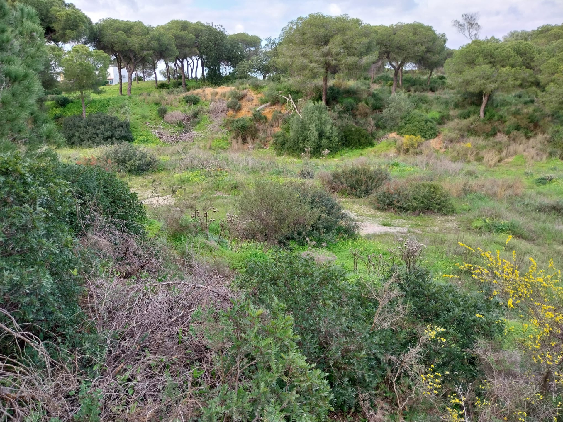 Lote de terreno Rustico com bom acesso e eletricidade