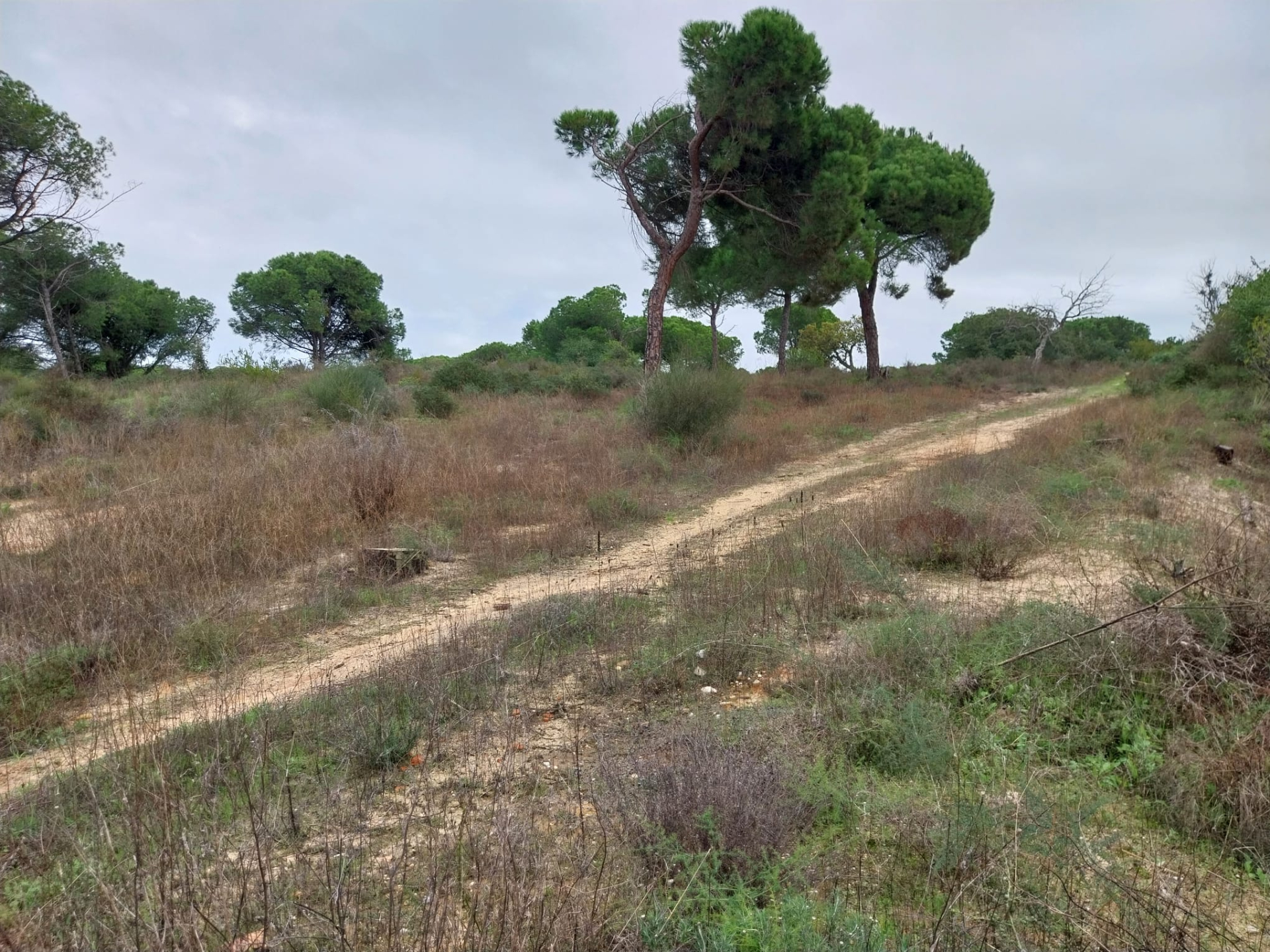 Lote de terreno em Vale Verde Almancil