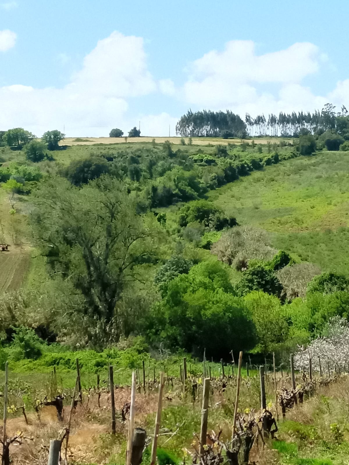 Terreno Rústico a 5km de Arruda dos Vinhos