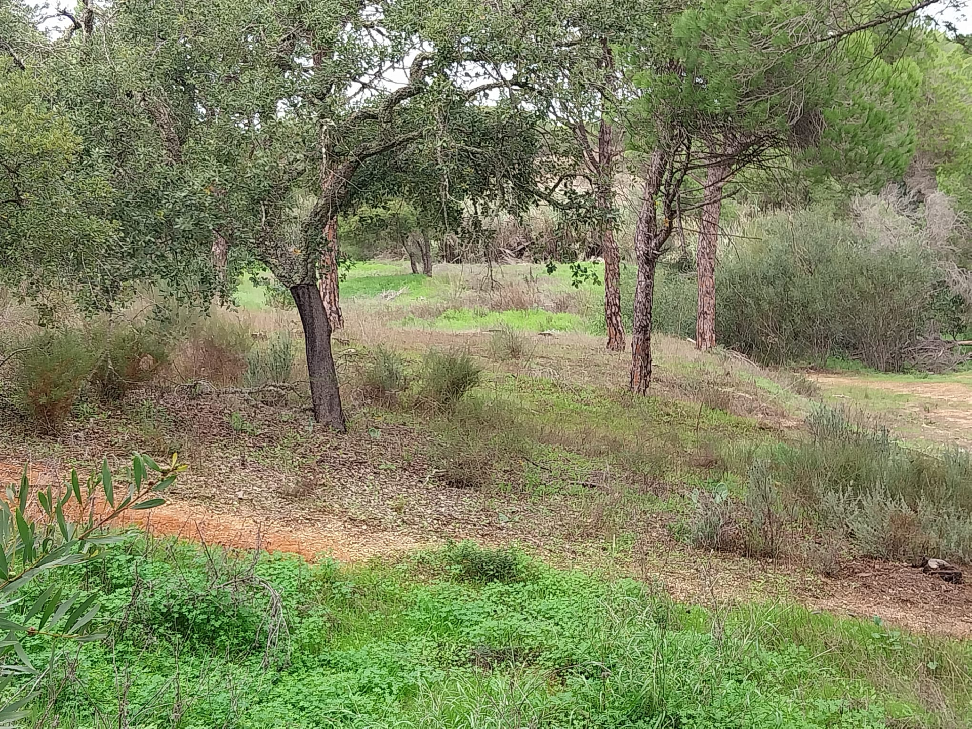 Lote de terreno em Vale Verde Almancil