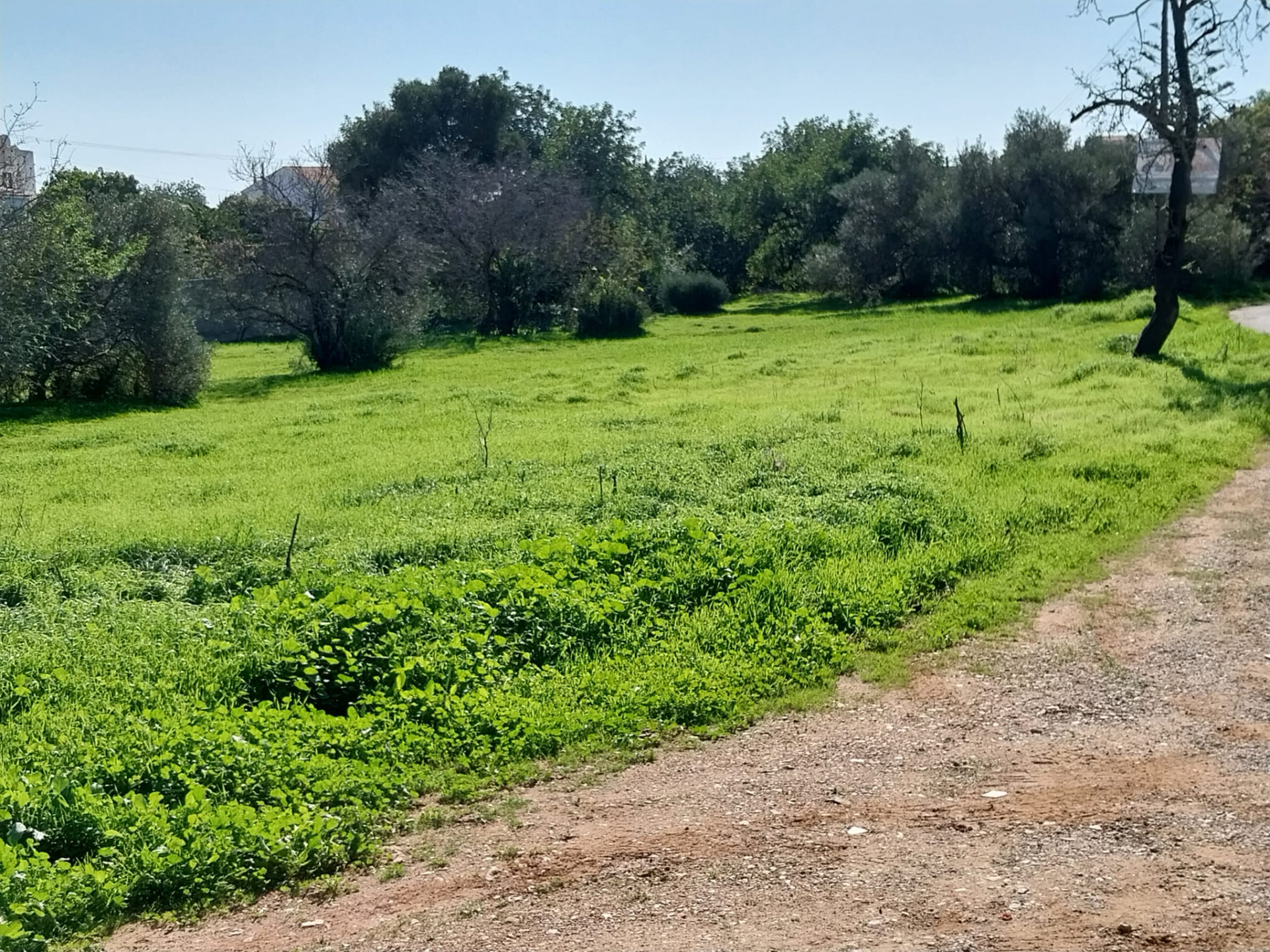 Lote de terreno junto ao centro de Almancil