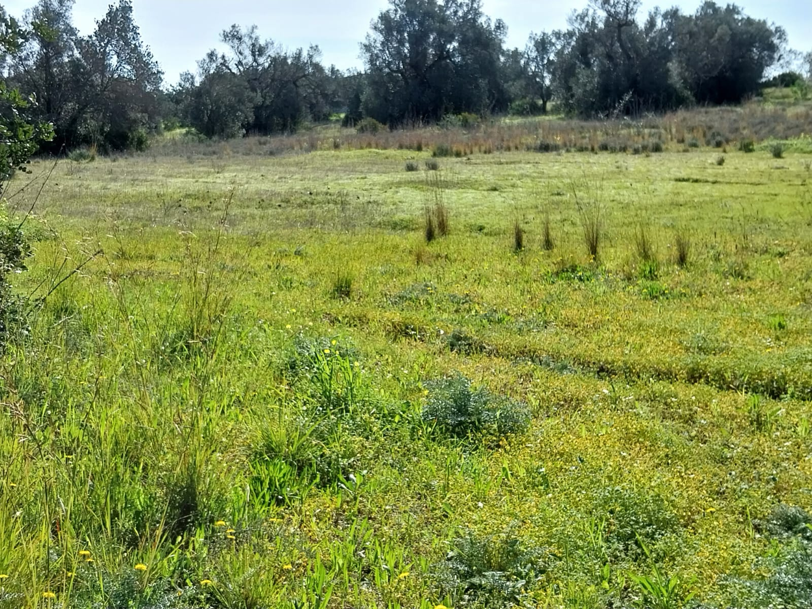 Lote de Terreno Rustico junto á Estrada Nacional 125