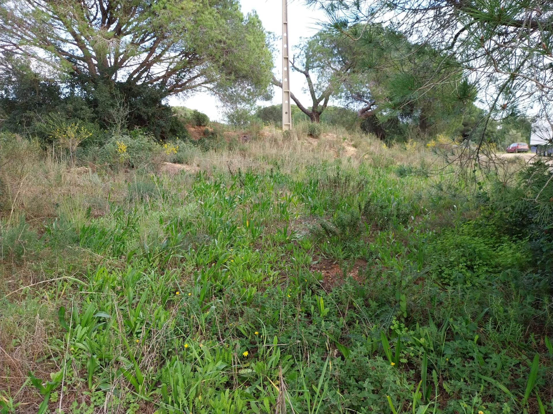 Lote de terreno Rustico com bom acesso e eletricidade