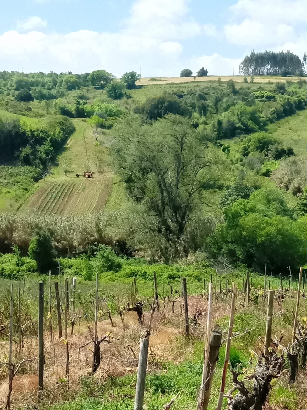 Terreno Rústico a 5km de Arruda dos Vinhos